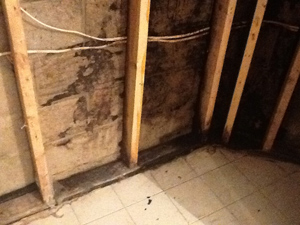 Photo of a basement wall partition with mold damage
